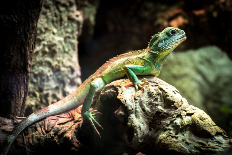 drago d'acqua verde cinese su roccia terrario