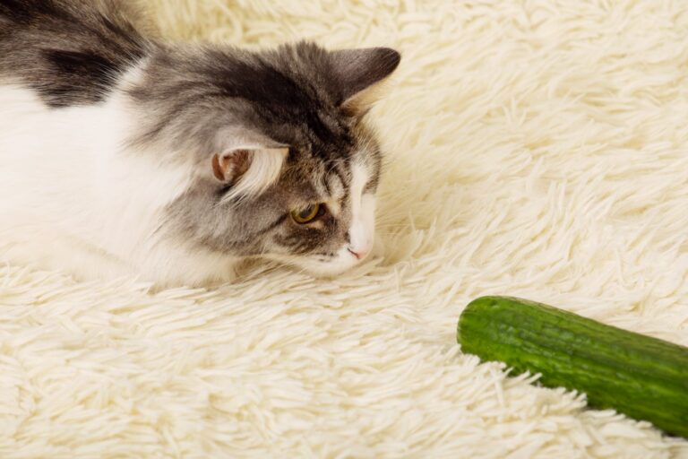 gatto osserva cetriolo sul tappeto