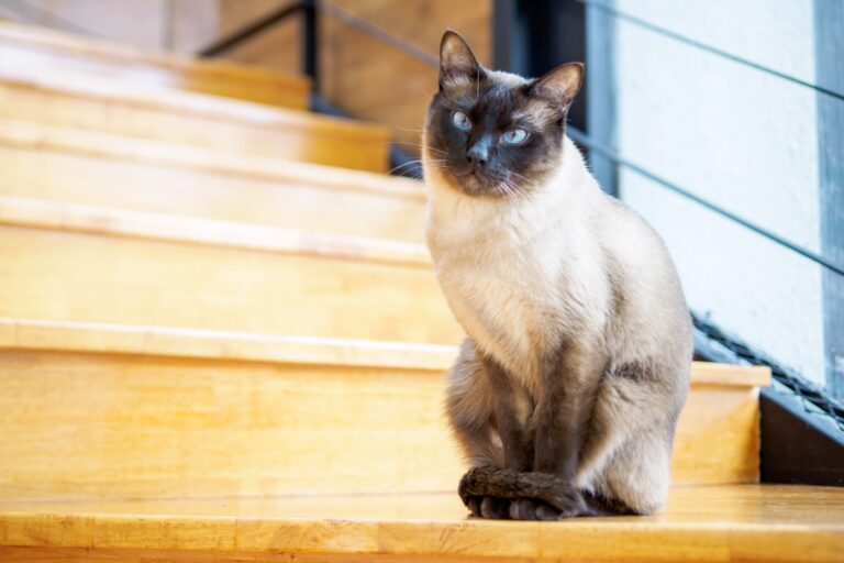 gatto thailandese o siamese tradizionale