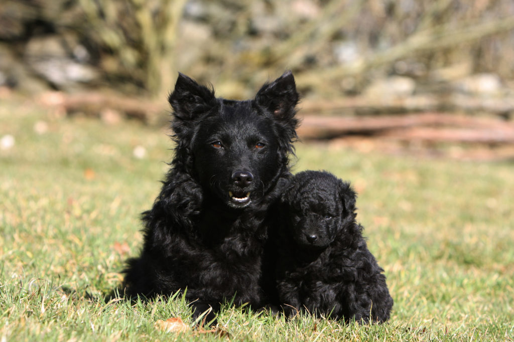 mudi nero con cucciolo