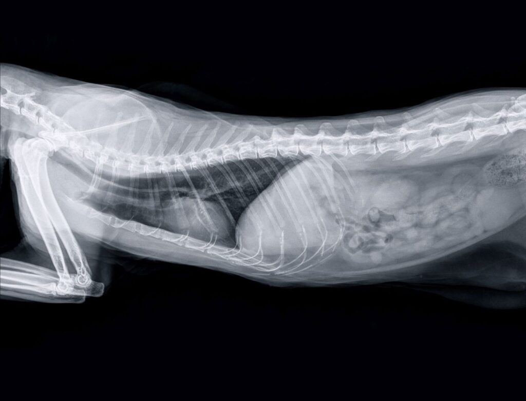 radiografia gatto costipato