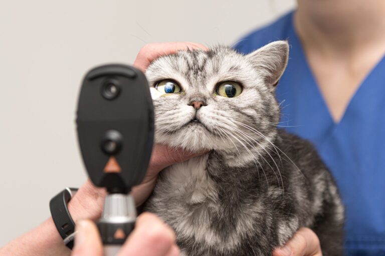 veterinario esamina occhi gatto