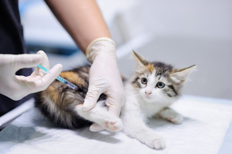 veterinario vaccina gatto contro rabbia