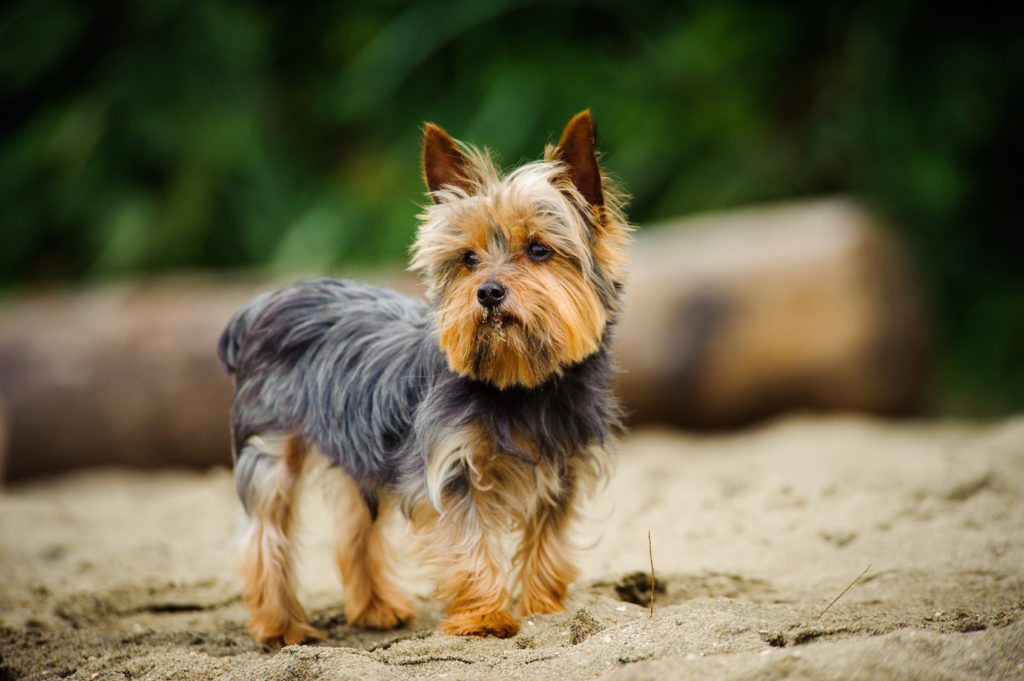 yorkshire terrier in riva al mare