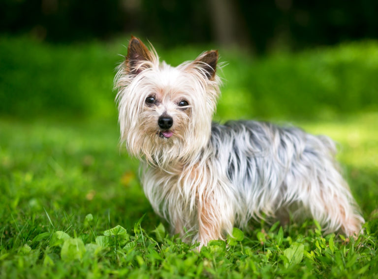 yorkshire terrier nel giardino