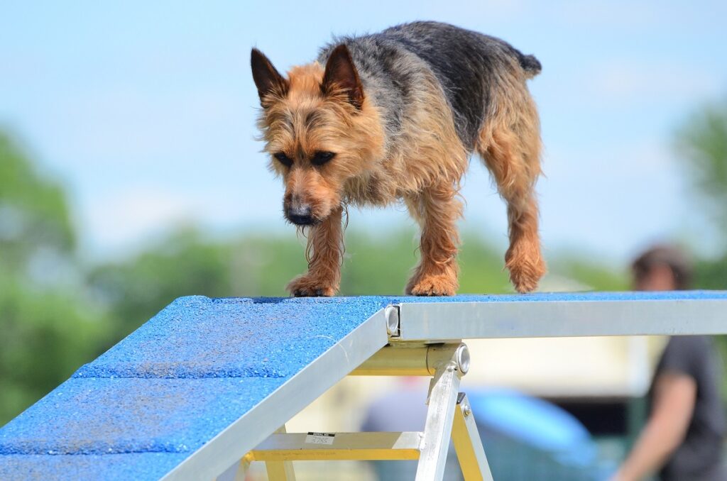 Australian Terrier durante agility dog