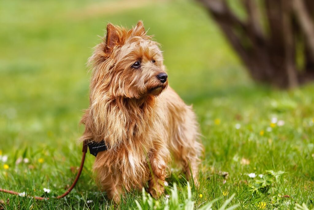 Australian Terrier color sabbia in prato