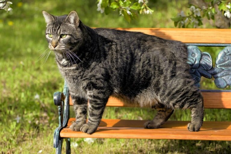 Manx gatto isola di man su panchina