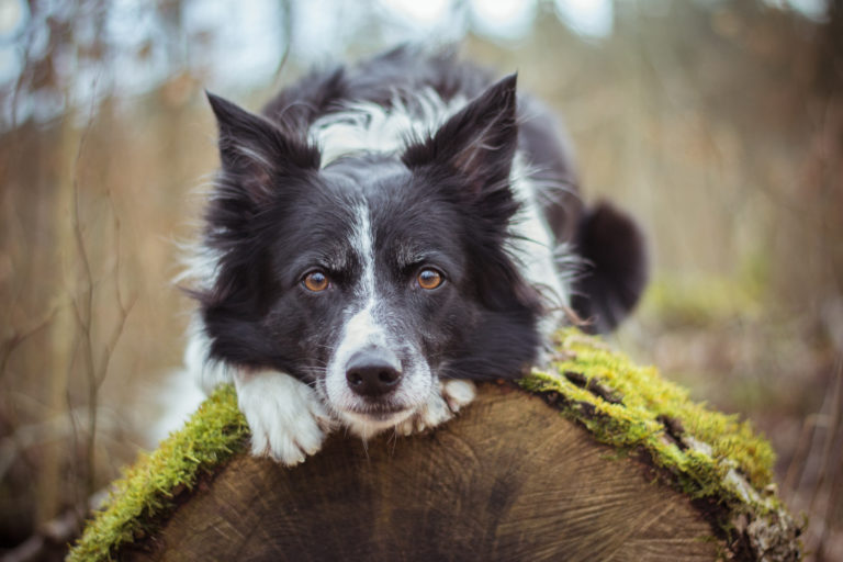 Border Collie bianco nero su tronco albero