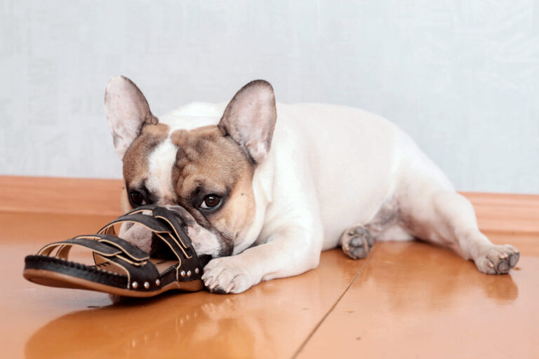 bulldog francese morde scarpe
