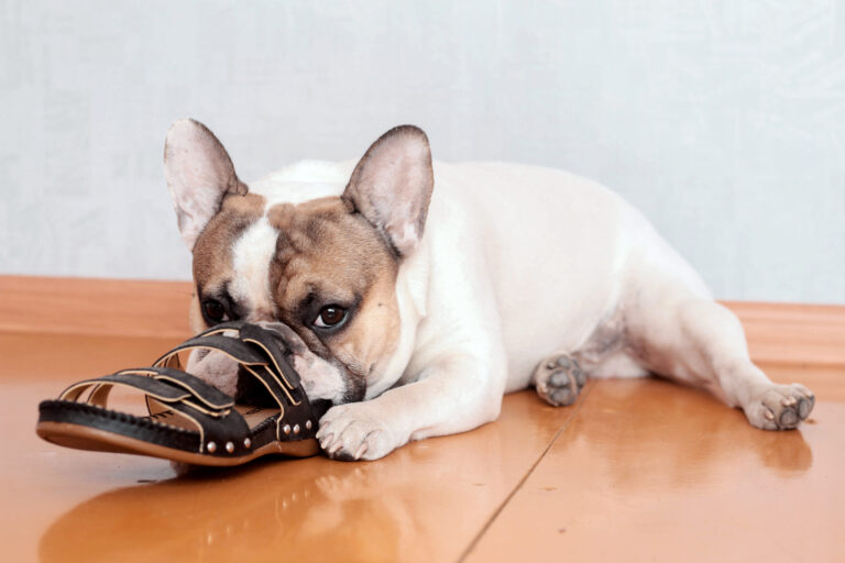 Scarpe per cani  Perchè averle?