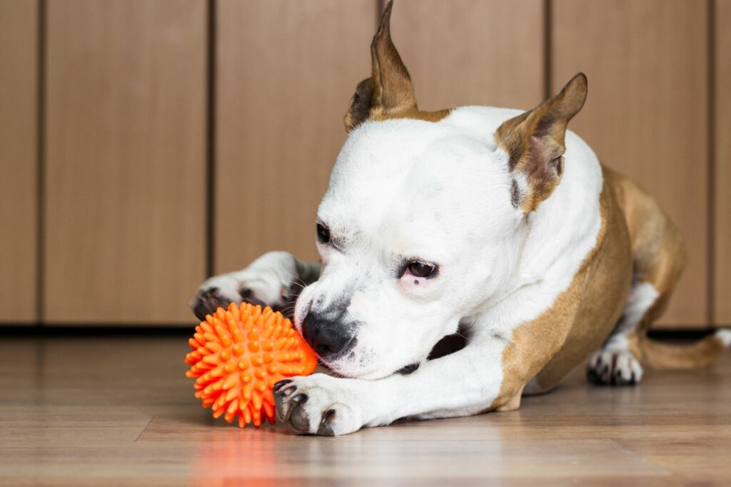 cane morde gioco