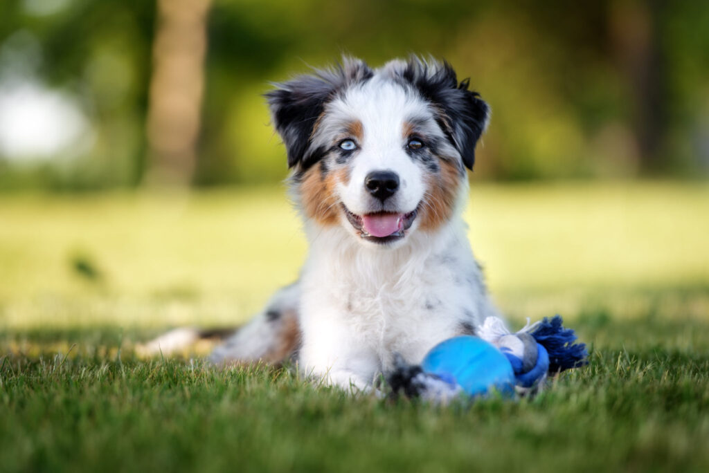 cucciolo di australian shepherd gioca nel prato