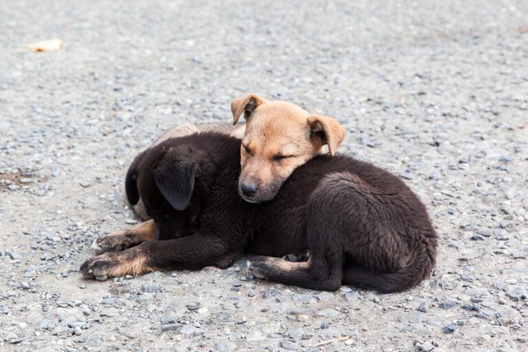 due cuccioli dormono in strada