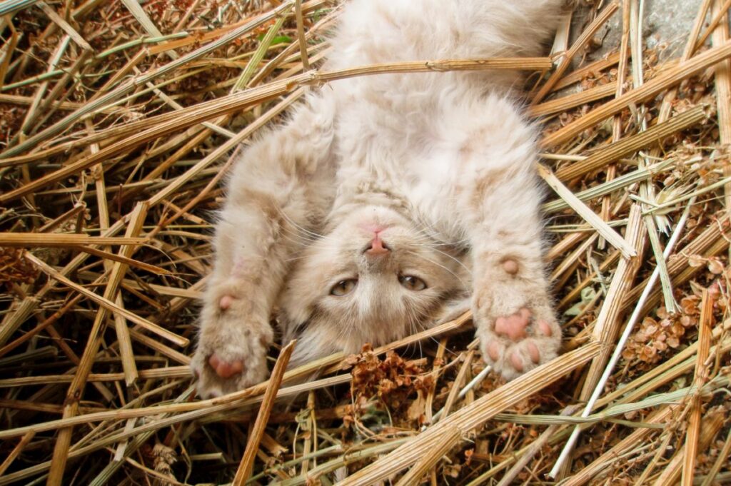 gattino nella fattoria tra la paglia