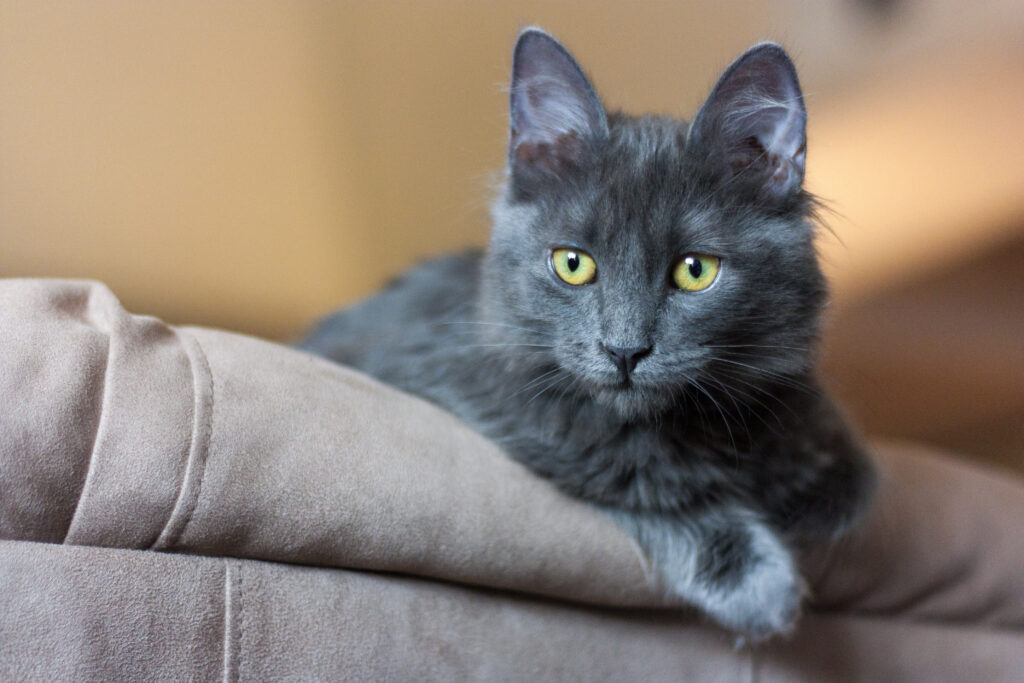 Nebelung gattino grigio