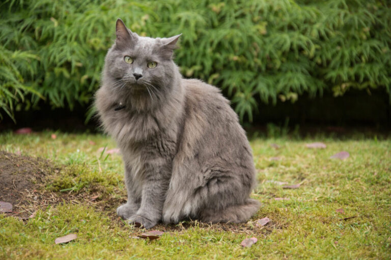 Nebelung nel prato