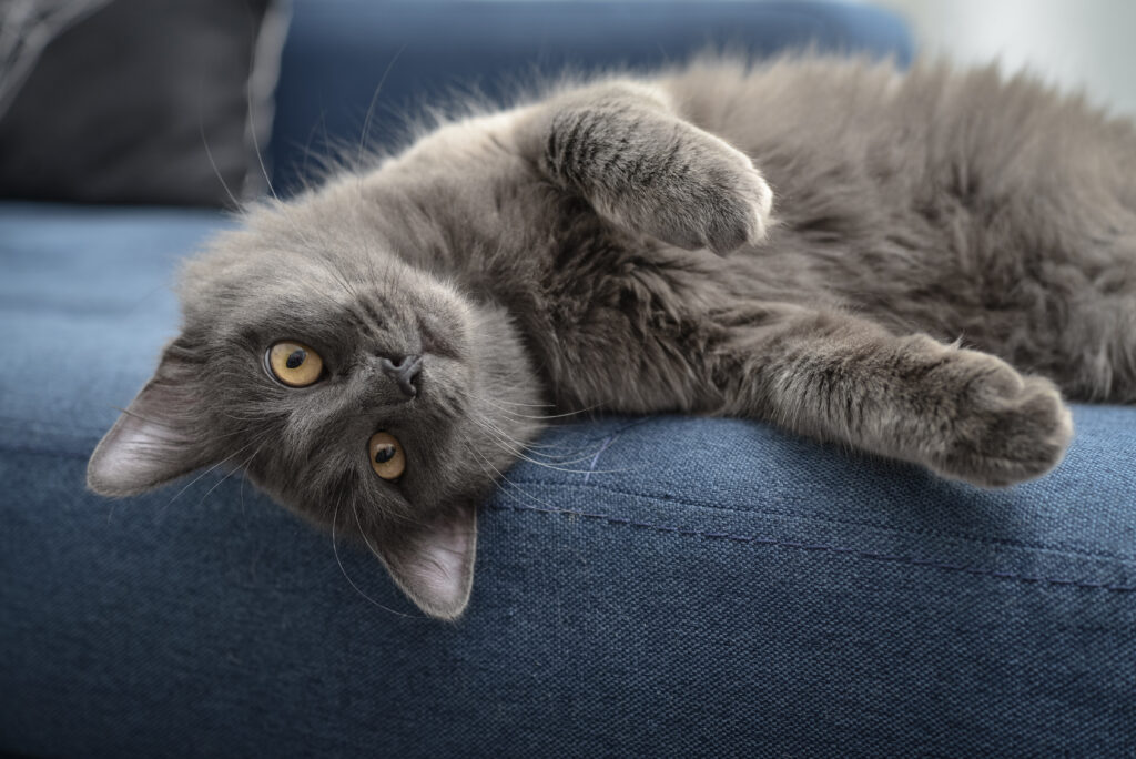 Nebelung grigio vuole giocare sul divano