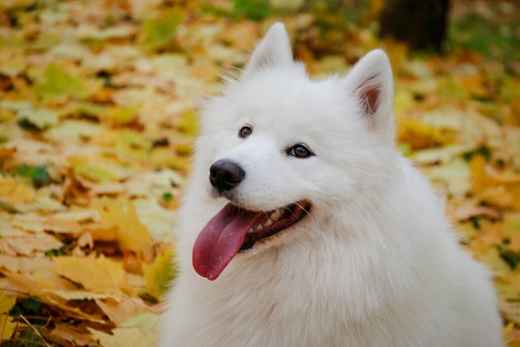 spitz grande tedesco bianco