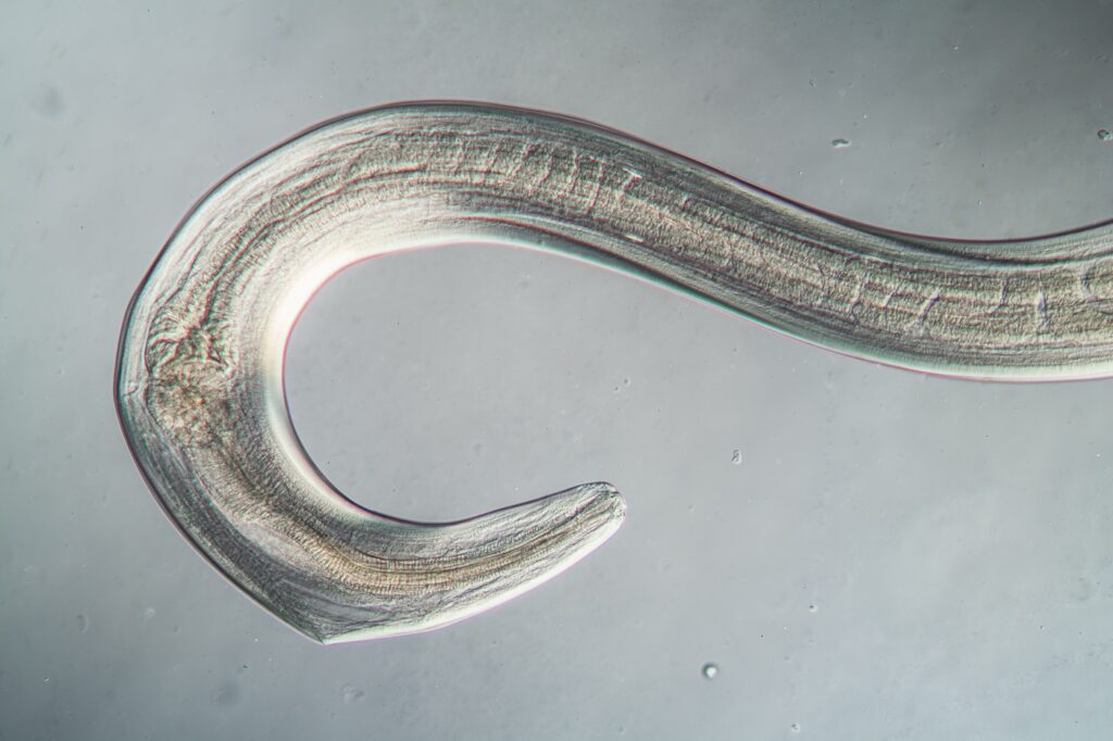 Nematode al microscopio