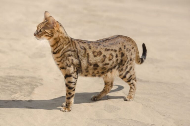 Savannah gatto nel deserto