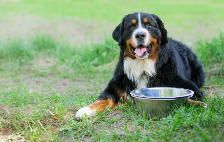 bovaro del bernese nel prato