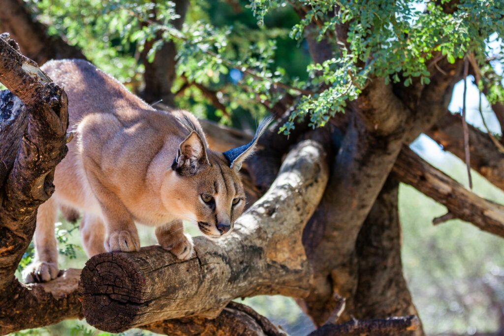 caracal sul ramo albero