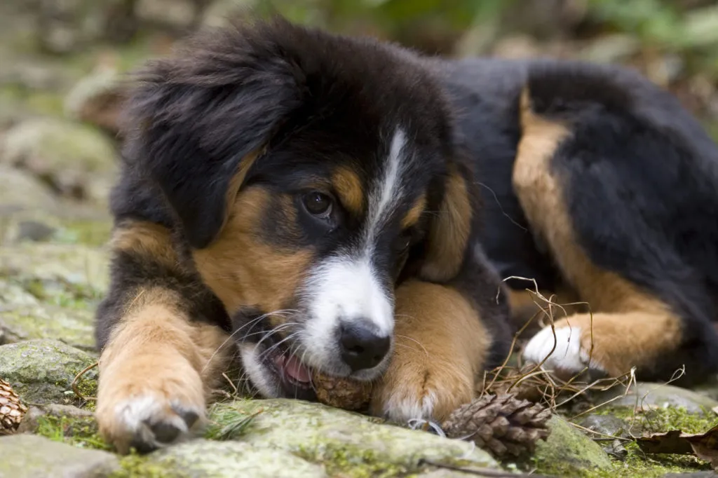 cucciolo di bovaro del bernese
