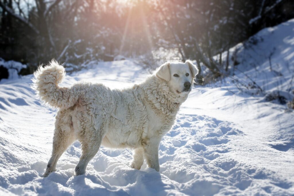 cuvac slovacco bianco tra la neve