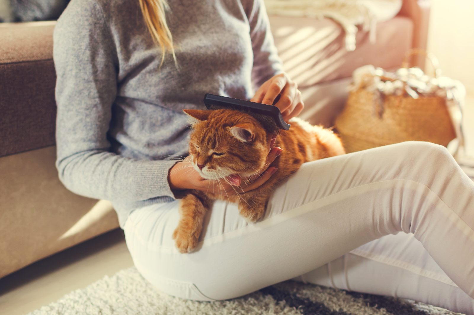 donna spazzola pelo gatto rosso