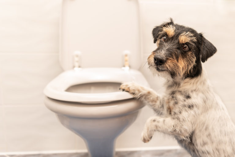 il mio cane mi segue in bagno