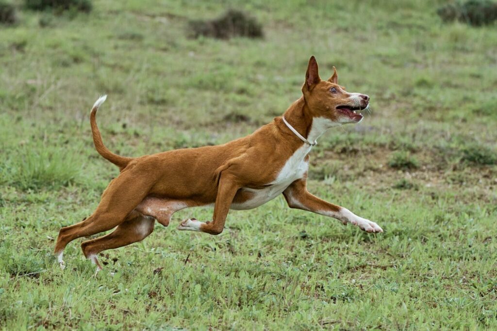 podenco andaluso corre nel prato