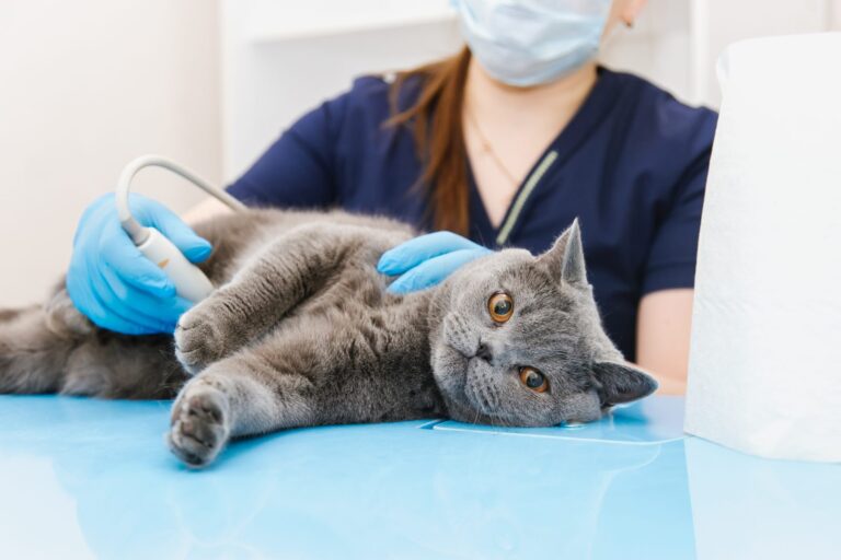veterinario esamina gatto con ecografia a ultrasuoni