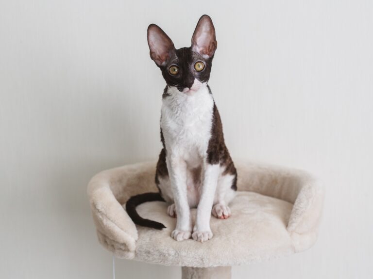 Cornish Rex gatto su tiragraffi