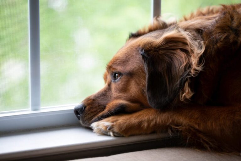 Sad Dog Looking Out Window Waiting For Owner Sad Dog Looking Out Window Waiting For Owner