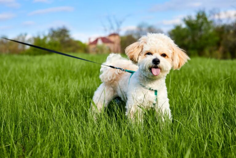 maltipoo al guinzaglio