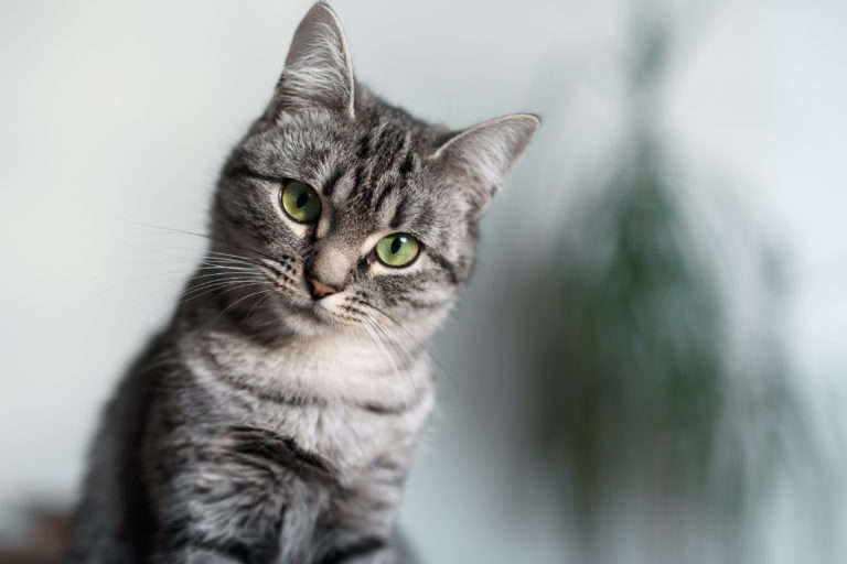 american shorthair in primo piano