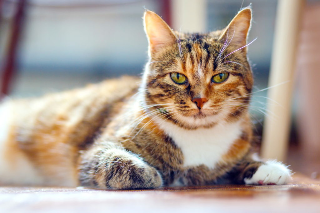 american shorthair tricolore gatto