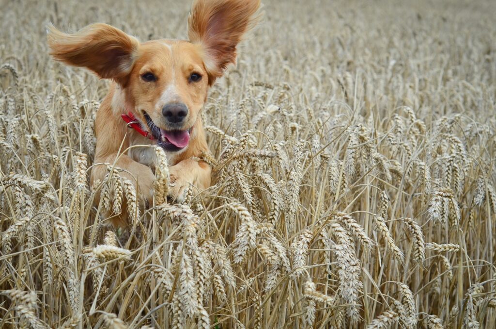 Golden Cocker spaniel corre nel campo