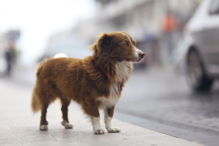 cane scappato in città