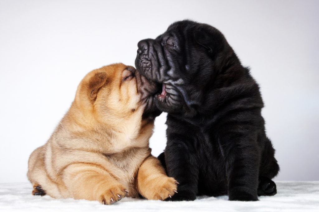 cuccioli di shar pei nero e rosso