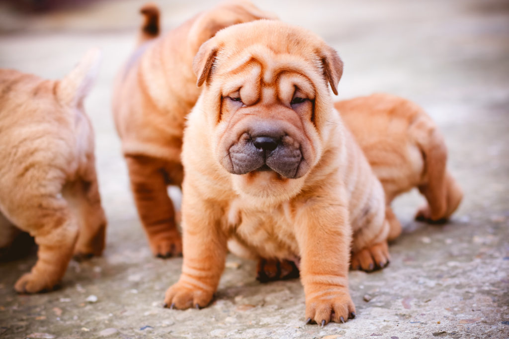 cucciolo di shar pei