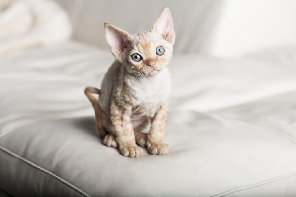 devon rex gattino red tabby