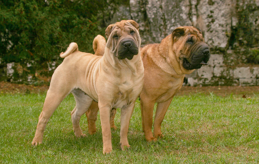 due shar pei nel prato