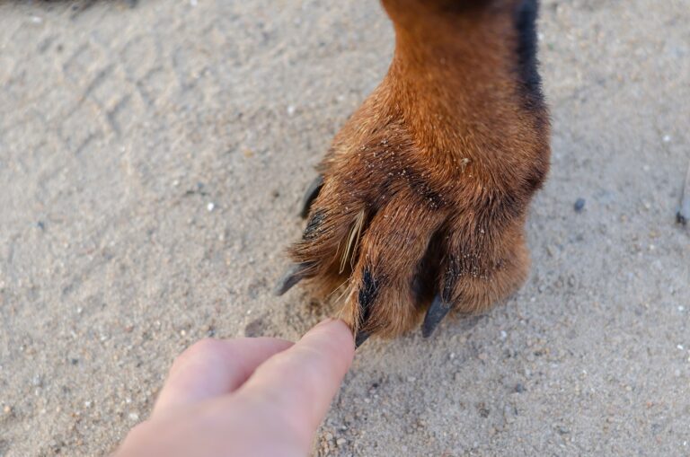 forasacchi tra dita della zampa del cane