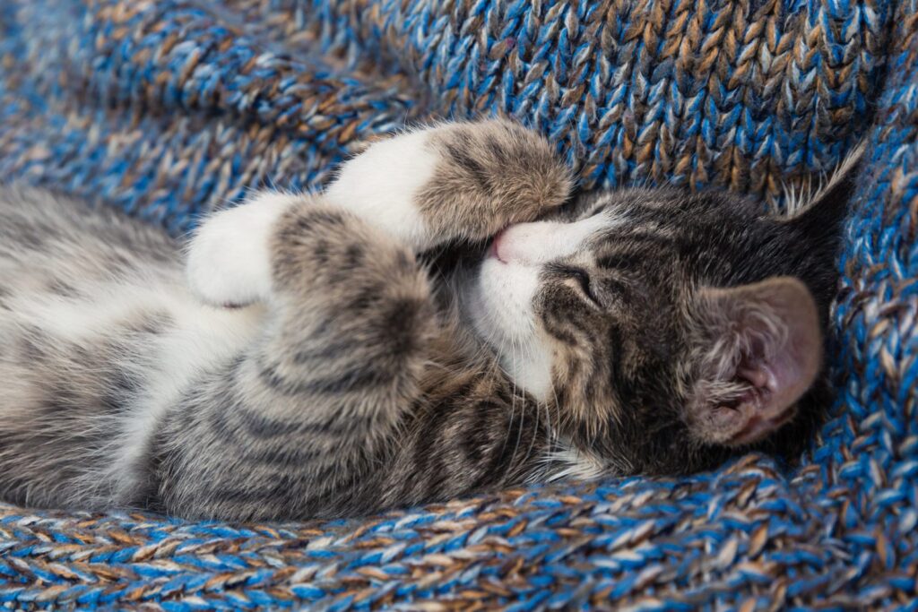 gatto dorme su un maglione