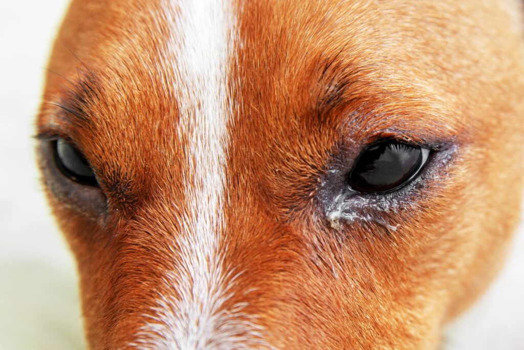 Dog eyes infection – Dog with irritated red eyes suffering from something allergy. Veterinarian check on the eyes of a dog dachshund. conjunctivitis eyes of dog. Medical care of pet concept.