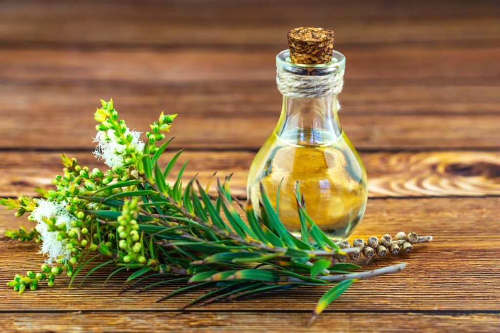 ramo fresco di albero tè con bottiglia olio accanto