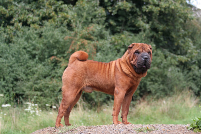 shar pei marrone