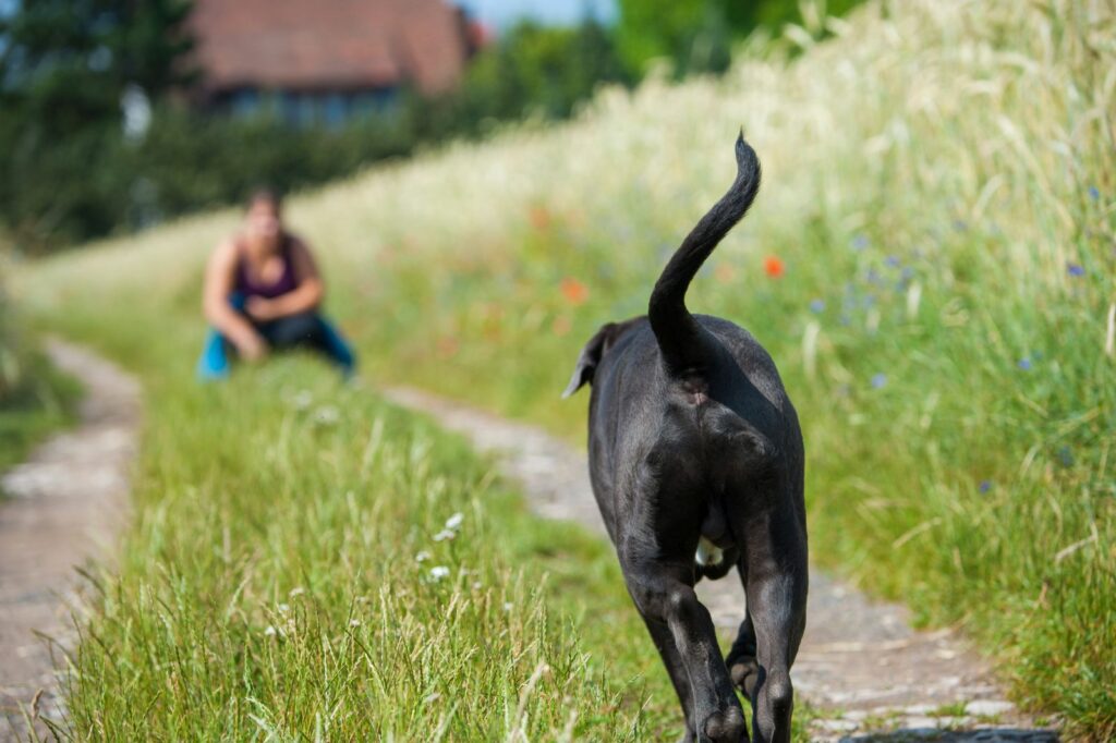 Cane Corso scappato torna dal padrone